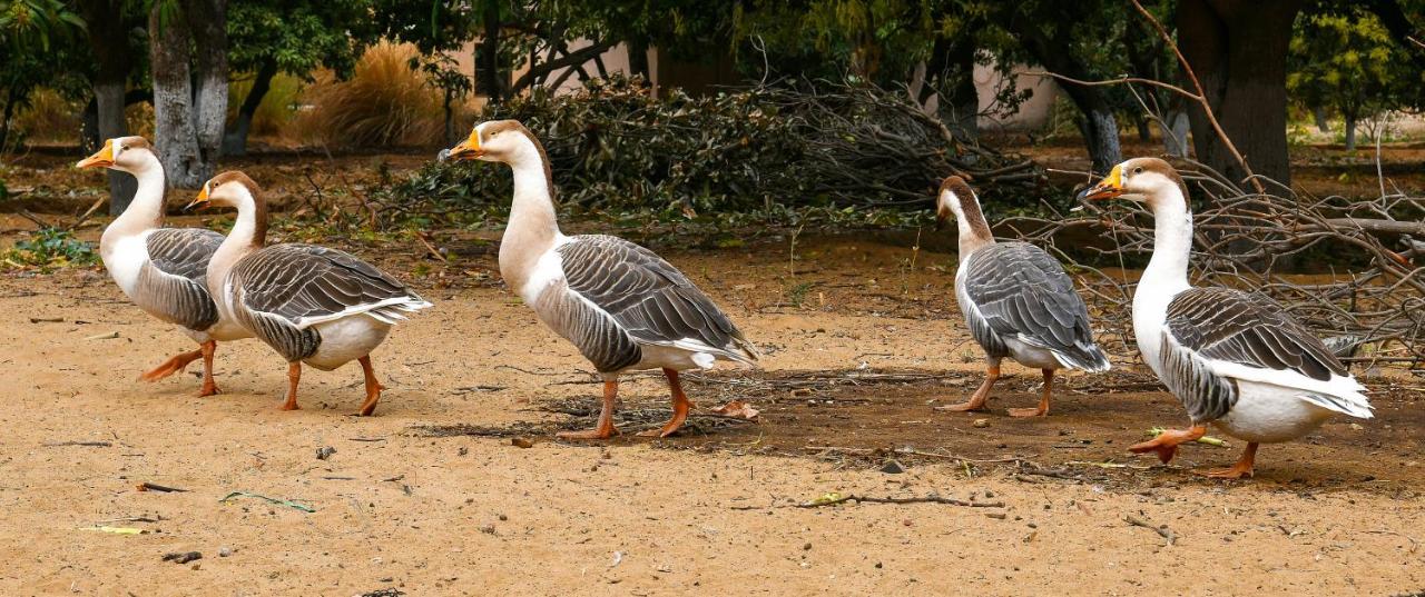 ホテル プシュカ カルニ キャンプ プシュカル エクステリア 写真